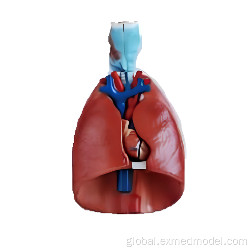 Human Brain Anatomy Model Larynx, Heart and Lung Model Supplier